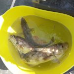 Whitby Fishing Trips - Cod, Ling, Codling Wreck and Reef Fishing from the port of Whitby North Yorks http://www.whitbyfishingtrips.co.uk