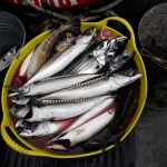 Whitby Fishing Trips - Cod, Ling, Codling Wreck and Reef Fishing from the port of Whitby North Yorks http://www.whitbyfishingtrips.co.uk