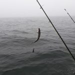 Whitby Fishing Trips - Cod, Ling, Codling Wreck and Reef Fishing from the port of Whitby North Yorks http://www.whitbyfishingtrips.co.uk