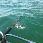 Whitby Fishing Trips - Cod, Ling, Codling Wreck and Reef Fishing from the port of Whitby North Yorks http://www.whitbyfishingtrips.co.uk