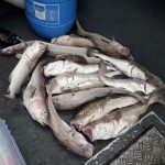 Whitby Fishing Trips - Cod, Ling, Codling Wreck and Reef Fishing from the port of Whitby North Yorks http://www.whitbyfishingtrips.co.uk