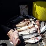 Whitby Fishing Trips - Cod, Ling, Codling Wreck and Reef Fishing from the port of Whitby North Yorks http://www.whitbyfishingtrips.co.uk