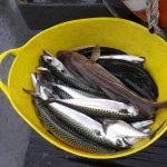 Whitby Fishing Trips - Cod, Ling, Codling Wreck and Reef Fishing from the port of Whitby North Yorks http://www.whitbyfishingtrips.co.uk