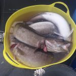 Whitby Fishing Trips - Cod, Ling, Codling Wreck and Reef Fishing from the port of Whitby North Yorks http://www.whitbyfishingtrips.co.uk