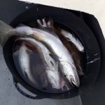 Whitby Fishing Trips - Cod, Ling, Codling Wreck and Reef Fishing from the port of Whitby North Yorks http://www.whitbyfishingtrips.co.uk