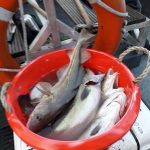 Whitby Fishing Trips - Cod, Ling, Codling Wreck and Reef Fishing from the port of Whitby North Yorks http://www.whitbyfishingtrips.co.uk