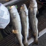 Whitby Fishing Trips - Cod, Ling, Codling Wreck and Reef Fishing from the port of Whitby North Yorks http://www.whitbyfishingtrips.co.uk