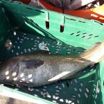 Whitby Fishing Trips - Cod, Ling, Codling Wreck and Reef Fishing from the port of Whitby North Yorks http://www.whitbyfishingtrips.co.uk