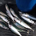 Whitby Fishing Trips - Cod, Ling, Codling Wreck and Reef Fishing from the port of Whitby North Yorks http://www.whitbyfishingtrips.co.uk