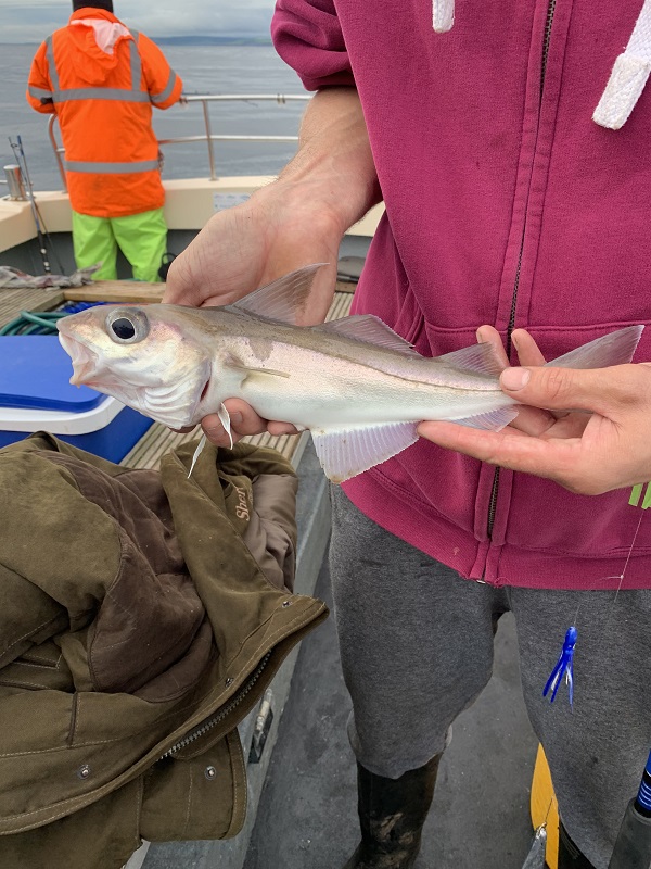 Whitby Fishing Trips - Cod, Ling, Codling Wreck and Reef Fishing from the port of Whitby North Yorks http://www.whitbyfishingtrips.co.uk