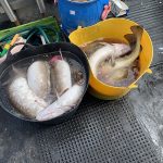 Whitby Fishing Trips - Cod, Ling, Codling Wreck and Reef Fishing from the port of Whitby North Yorks http://www.whitbyfishingtrips.co.uk