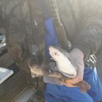 Whitby Fishing Trips - Cod, Ling, Codling Wreck and Reef Fishing from the port of Whitby North Yorks http://www.whitbyfishingtrips.co.uk